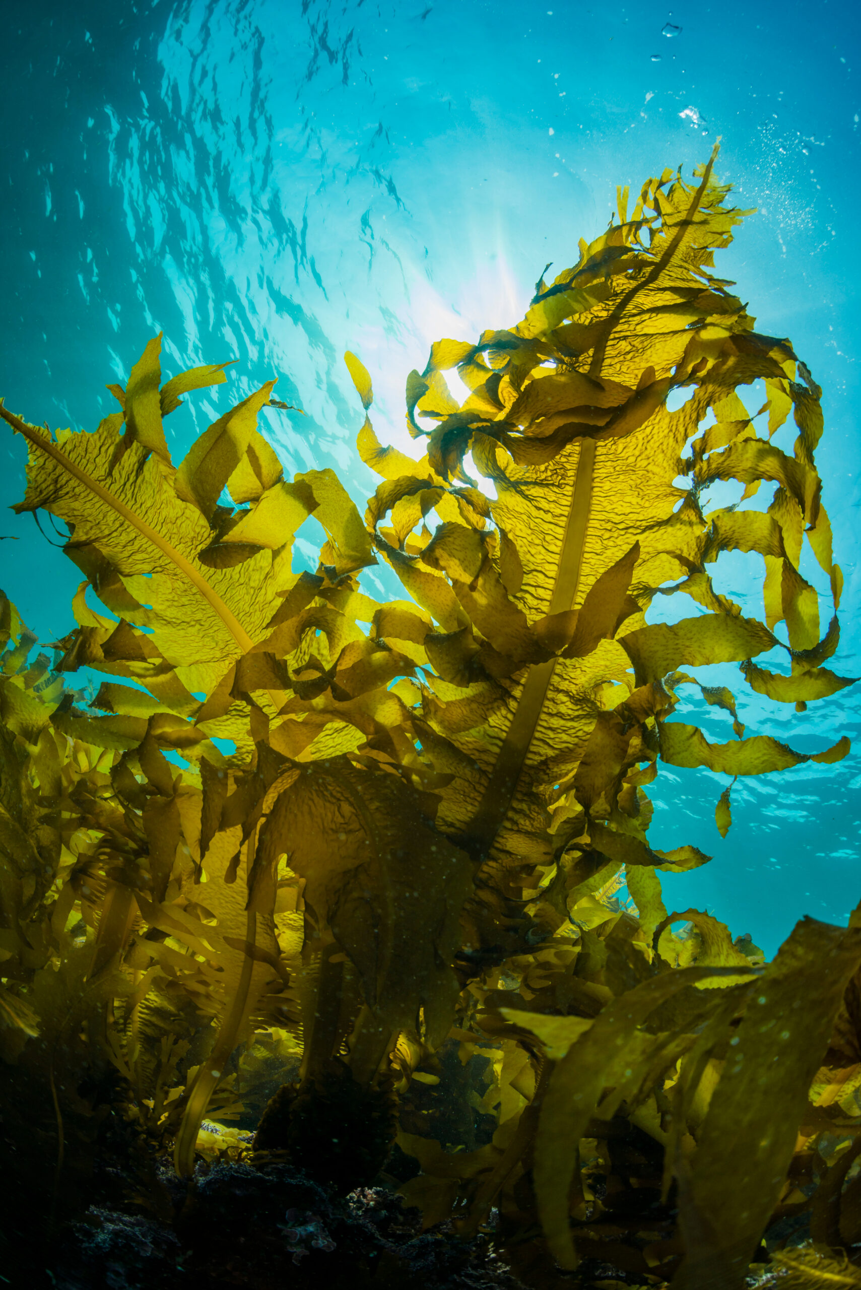 Alginatos de Calcio Areza Medical - DAQ Distribuidora de Apósitos